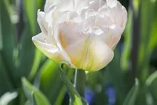 Tulpe 'Foxtrot' 11 cm