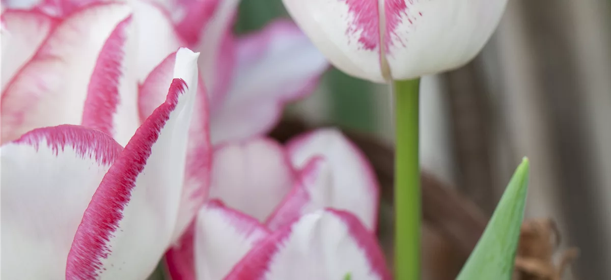 7 Blumenzwiebel - Tulpe 'Affaire' 7 Zwiebel - Größe 12+