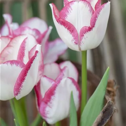 7 Blumenzwiebel - Tulpe 'Affaire'