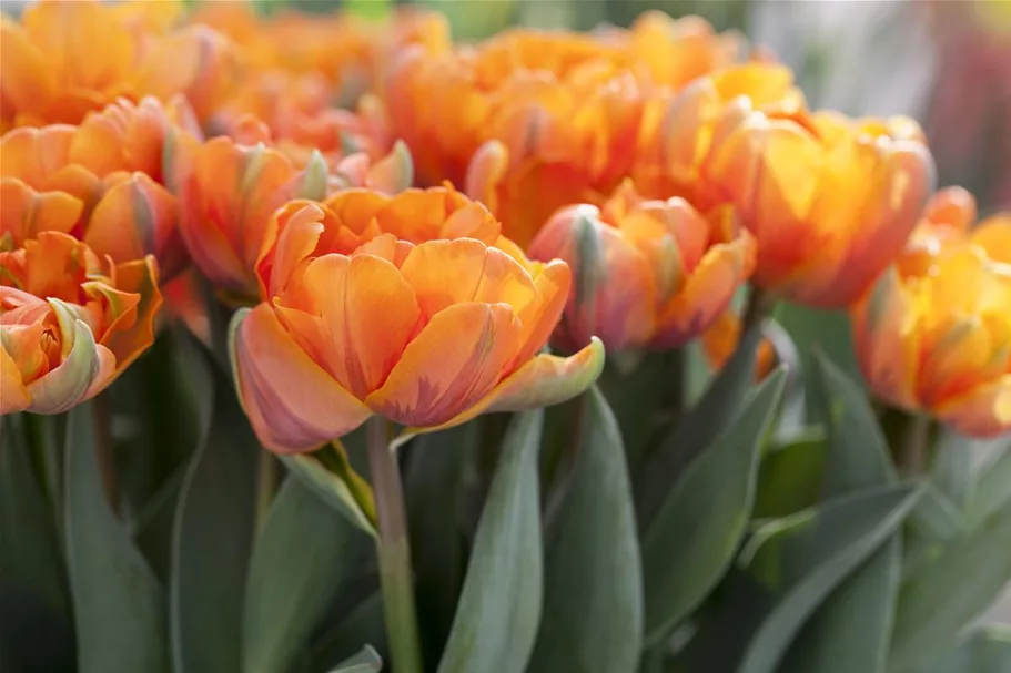 7 Blumenzwiebel - gefüllte Tulpe 'Orange Princess' 7 Zwiebel - Größe 12+