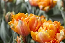 7 Blumenzwiebel - gefüllte Tulpe 'Orange Princess' 7 Zwiebel - Größe 12+