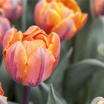 7 Blumenzwiebel - gefüllte Tulpe 'Orange Princess'