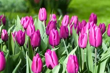 10 Blumenzwiebel - Tulpe 'Purple Prince' 10 Zwiebel - Größe 12+