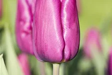 10 Blumenzwiebel - Tulpe 'Purple Prince' 10 Zwiebel - Größe 12+