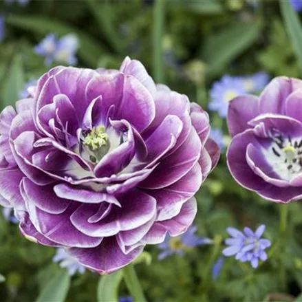 10 Blumenzwiebel - Tulpe 'Blue Diamond'
