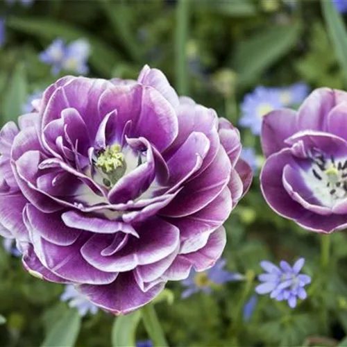 10 Blumenzwiebel - Tulpe 'Blue Diamond'
