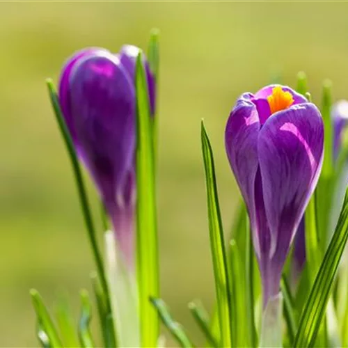 10 Blumenzwiebel - Frühlings-Krokus 'Remembrance'