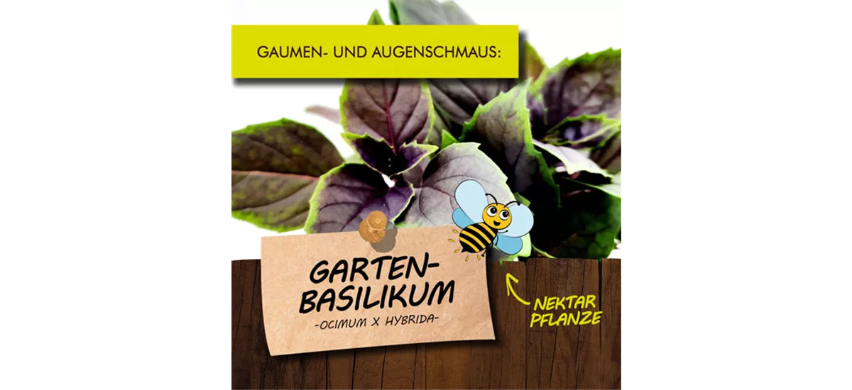 Bio Garten-Basilikum 12 cm Topf