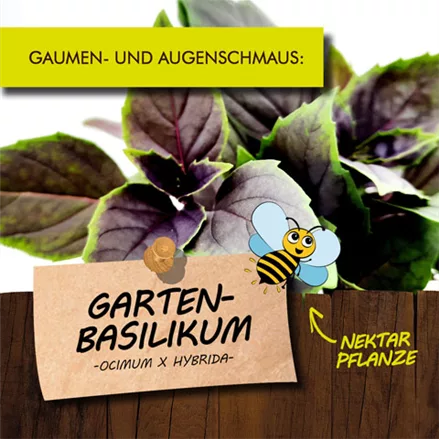Bio Garten-Basilikum