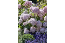Hydrangea arborescens 'Candybelle'® Bubblegum Topfgröße 6 Liter