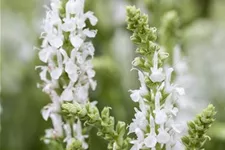 Blüten-Salbei 'Sensation White' 1 Liter Topf