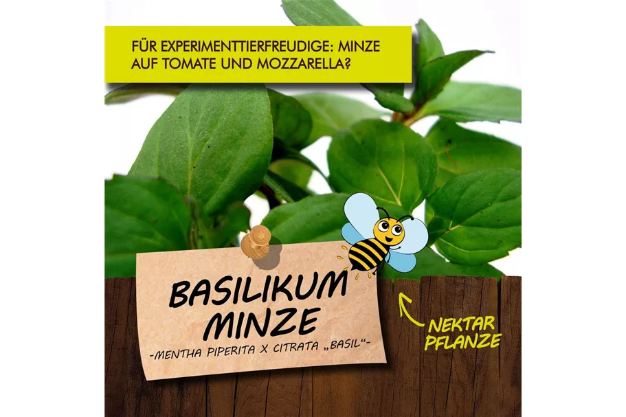 Bio BasilikumMinze online kaufen bei Olerum