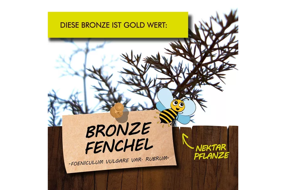 Bio Bronze-Fenchel Kräutertopf 12 cm Bronze-Fenchel