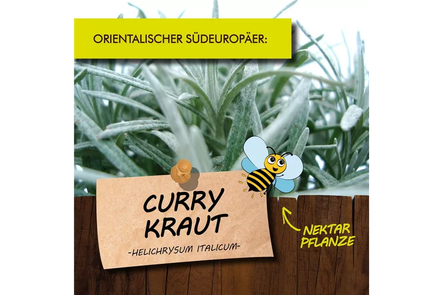 Bio Currykraut Kräutertopf 12 cm Currykraut