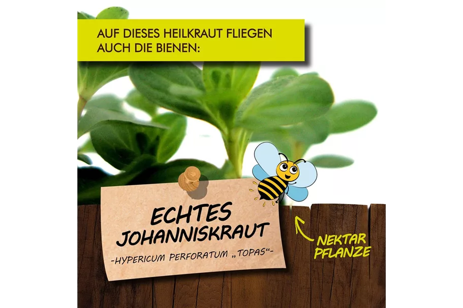 Bio Echtes Johanniskraut Kräutertopf 12 cm Echtes Johanniskraut