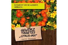 Bio Gewürz-Tagetes 'Citrus Mix' Kräutertopf 12 cm Gewürz-Tagetes 'Citrus Mix'