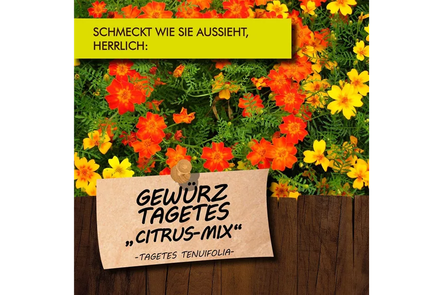 Bio Gewürz-Tagetes 'Citrus Mix' Kräutertopf 12 cm Gewürz-Tagetes 'Citrus Mix'