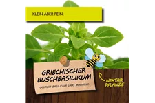 Bio Griechisches Buschbasilikum Kräutertopf 12 cm Griechisches Buschbasilikum