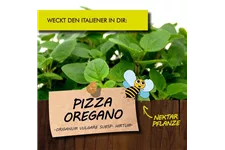 Bio Pizza Oregano Kräutertopf 12 cm Pizza Oregano