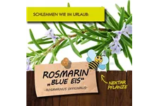 Bio Rosmarin 'Blue Eis' Kräutertopf 12 cm Rosmarin 'Blue Eis'