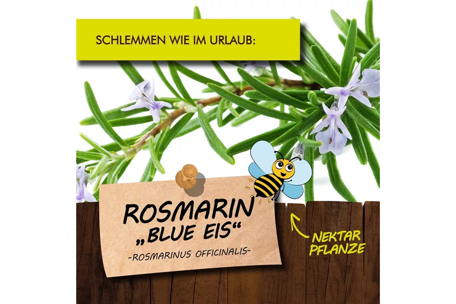 Bio Rosmarin 'Blue Eis' Kräutertopf 12 cm Rosmarin 'Blue Eis'