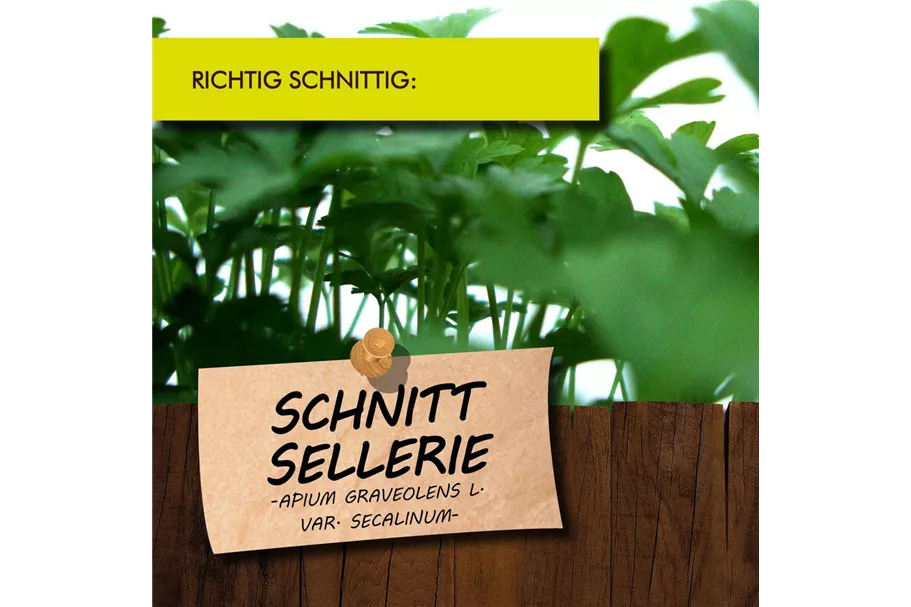 Bio Schnittsellerie Kräutertopf 12 cm Schnittsellerie