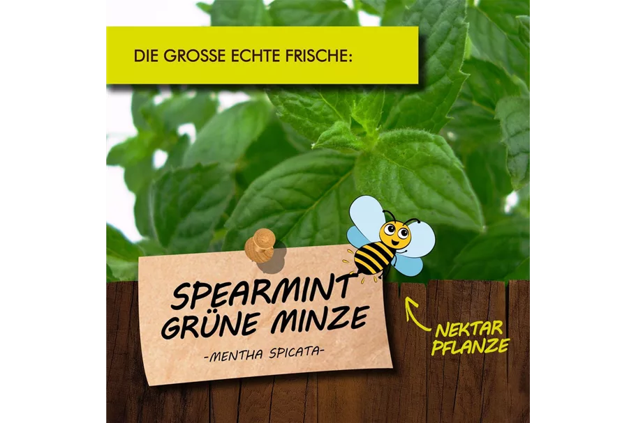Bio SpearmintGrüne Minze online kaufen bei Olerum