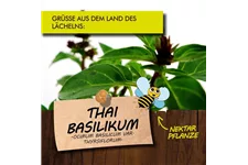 Bio Thai-Basilikum Kräutertopf 12 cm Thai-Basilikum