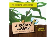 Bio Zitronenverbene Kräutertopf 12 cm Zitronenverbene