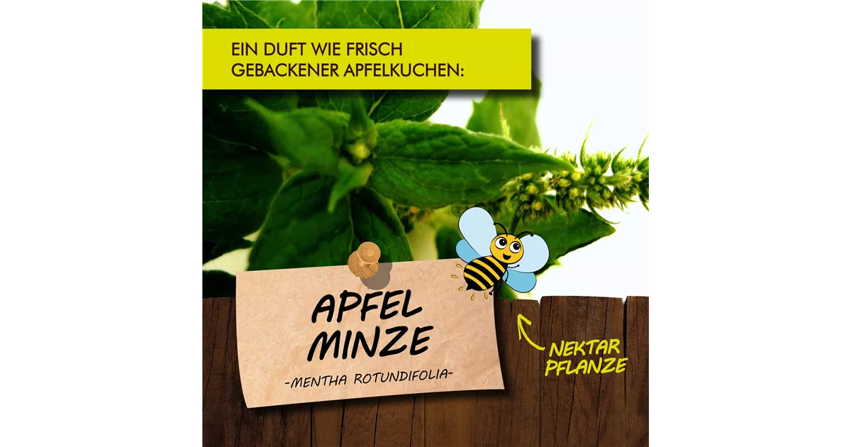 Bio Apfelminze online kaufen bei Olerum