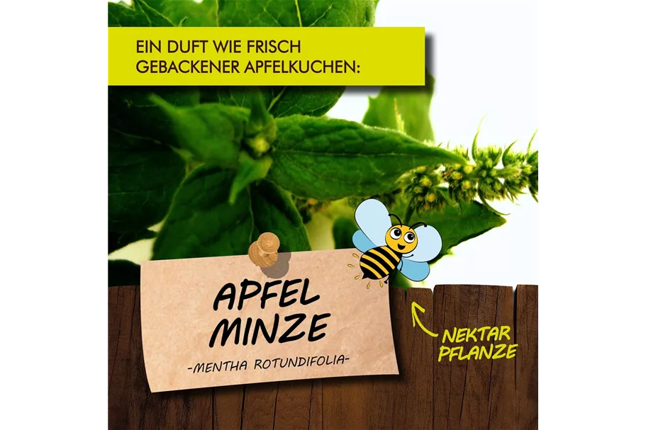 Bio Apfelminze online kaufen bei Olerum