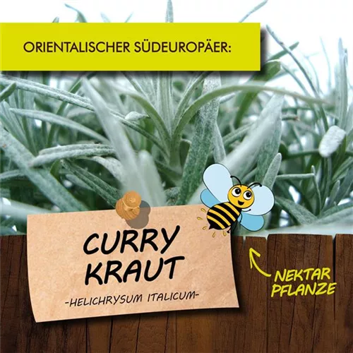 Bio Currykraut