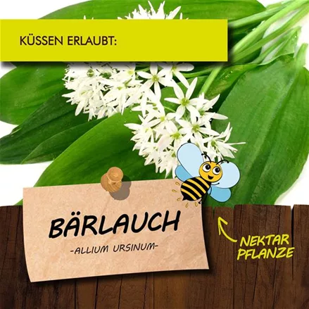 Bio Bärlauch