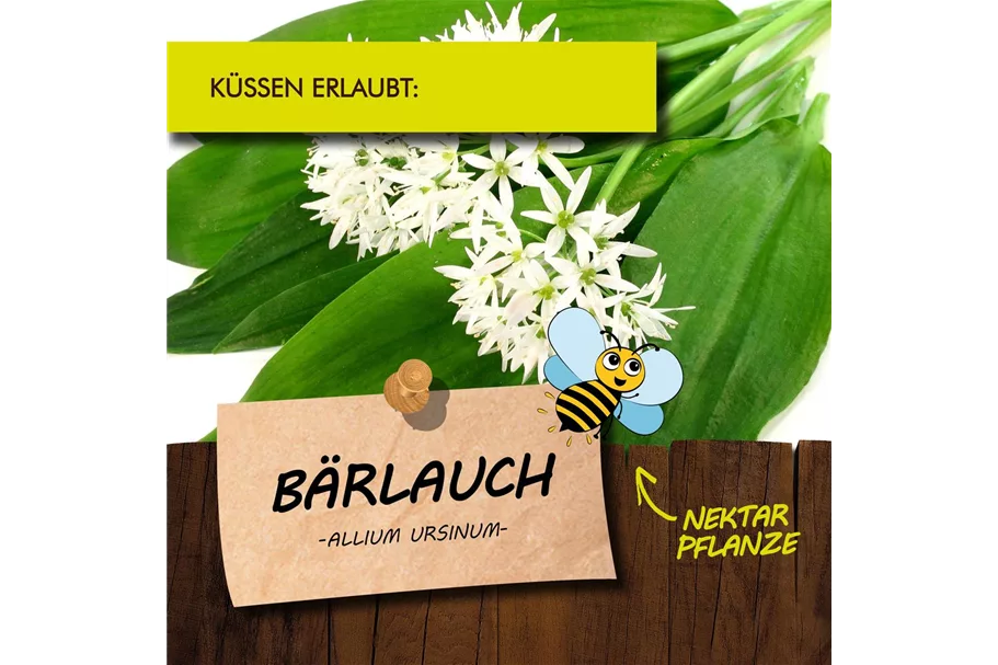 Bio Bärlauch Kräutertopf 12 cm Bärlauch