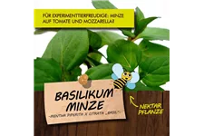 Bio Basilikum-Minze Kräutertopf 12 cm Basilikum-Minze