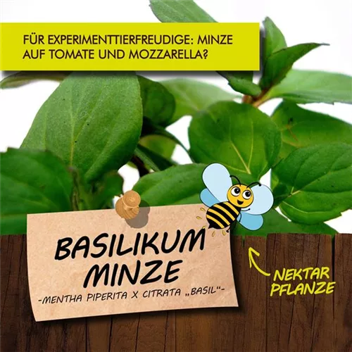 Bio Basilikum-Minze
