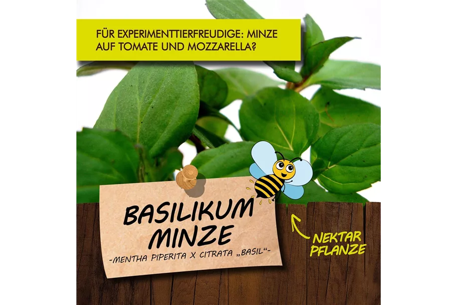 Bio Basilikum-Minze Kräutertopf 12 cm Basilikum-Minze