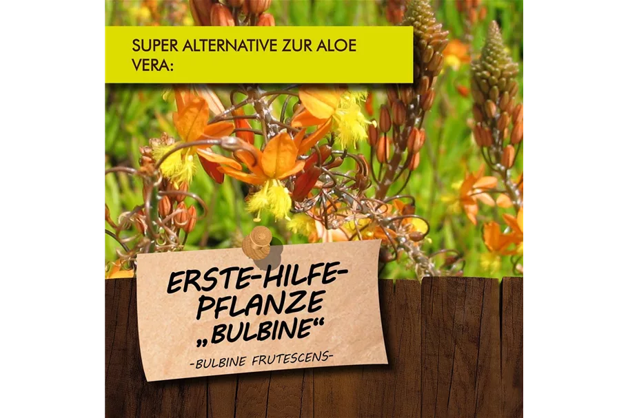 Erste Hilfe Pflanze