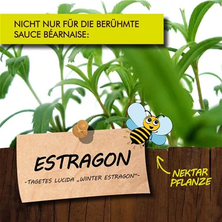 Bio Estragon
