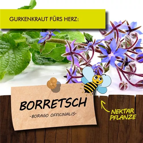 Bio Borretsch Gurkenkraut