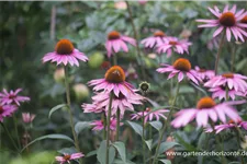 Scheinsonnenhut 'Bienenpflanze Purple Prairie' 9 x 9 cm Topf 0,5 Liter