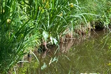 Europäische Sumpf-Schwertlilie 9 x 9 cm Topf 0,5 Liter