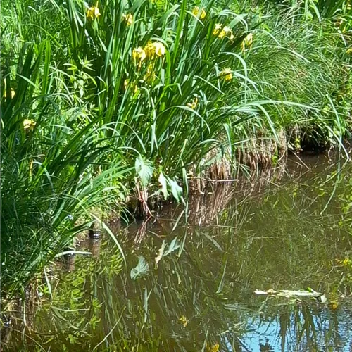 Europäische Sumpf-Schwertlilie