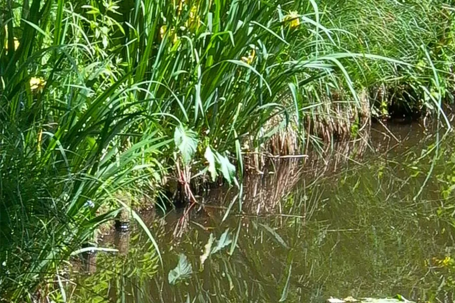 Europäische Sumpf-Schwertlilie 9 x 9 cm Topf 0,5 Liter