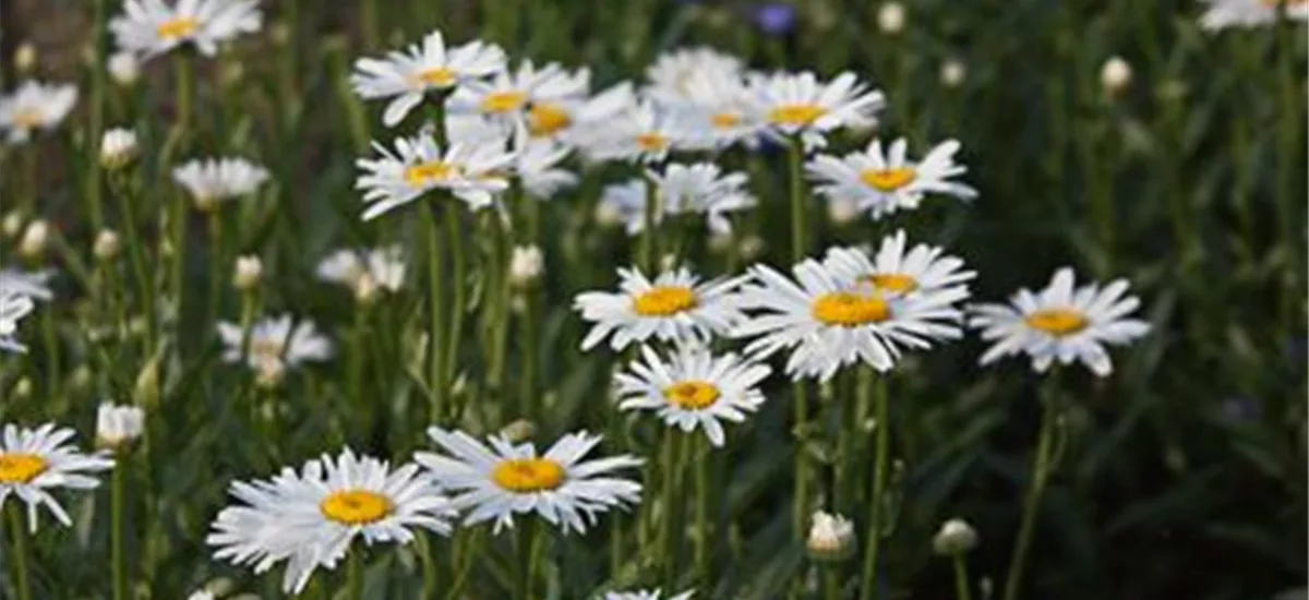 Großblumige SommerMargerite 'Alaska' online kaufen bei Olerum