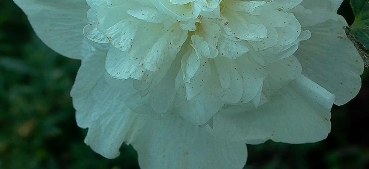 Gefülltblühende Stockrose 'Pleniflora' weiß 9 x 9 cm Topf 0,5 Liter