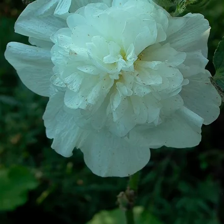 Gefülltblühende Stockrose 'Pleniflora' weiß