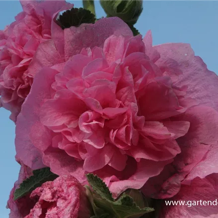 Gefülltblühende Stockrose 'Pleniflora' rosa