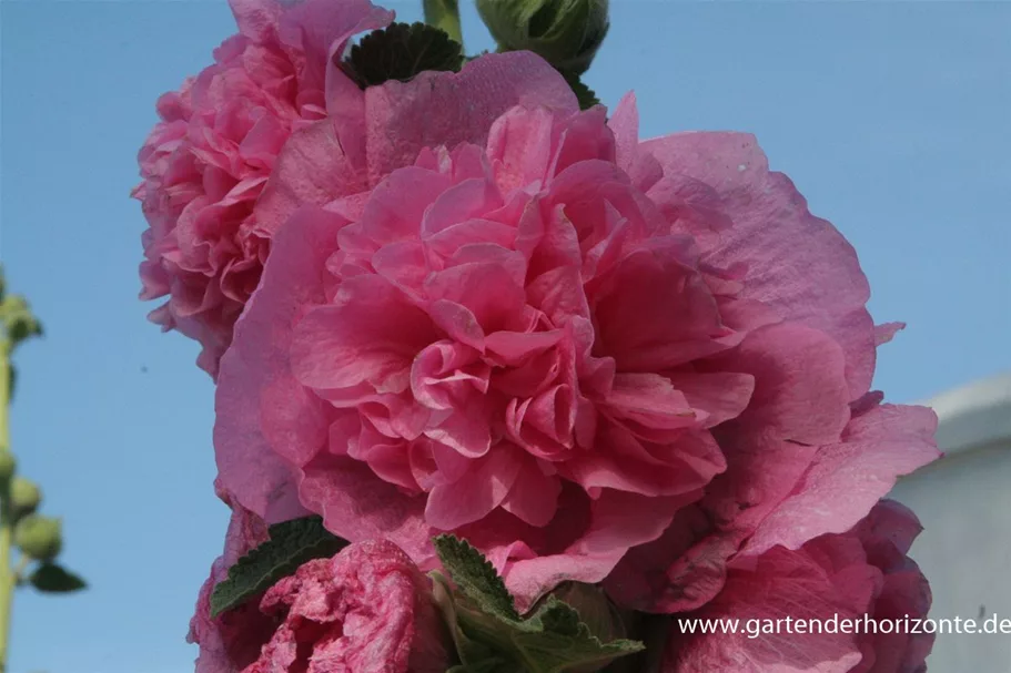 Gefülltblühende Stockrose 'Pleniflora' rosa 9 x 9 cm Topf 0,5 Liter