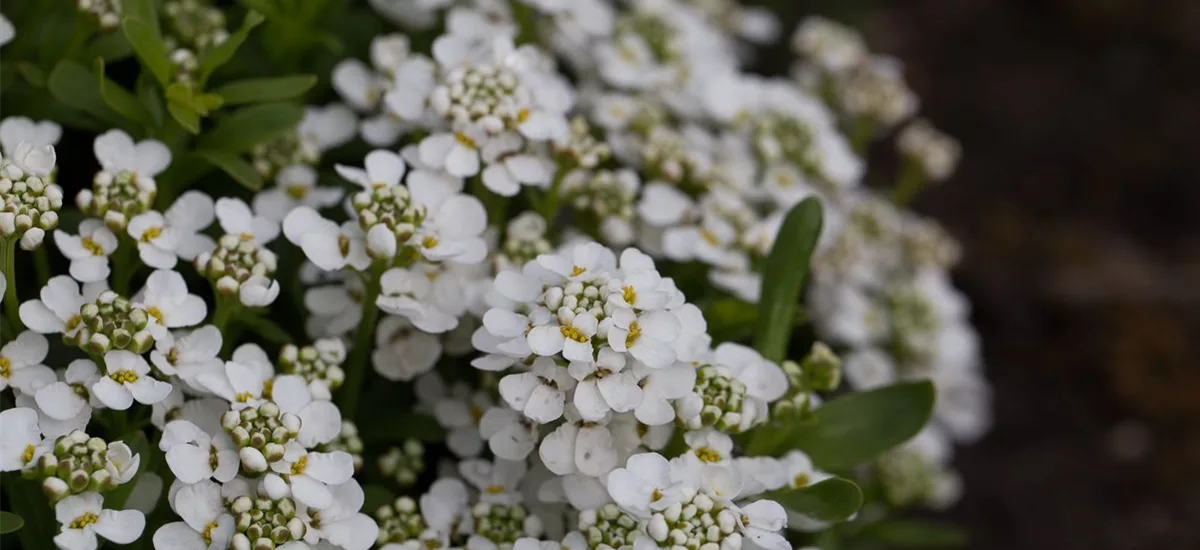 Immergrüne Schleifenblume 'Zwergschneeflocke' online kaufen bei Olerum